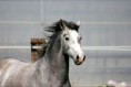 /album/les-chevaux/baelo-12-jpg2/